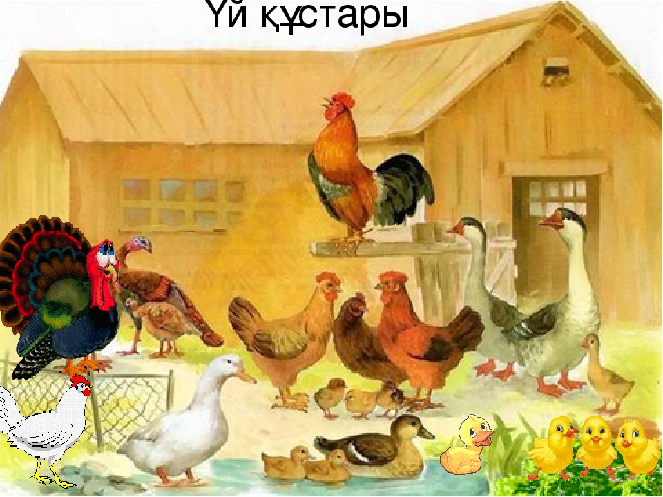 Презентация на тему "Үй құстары"