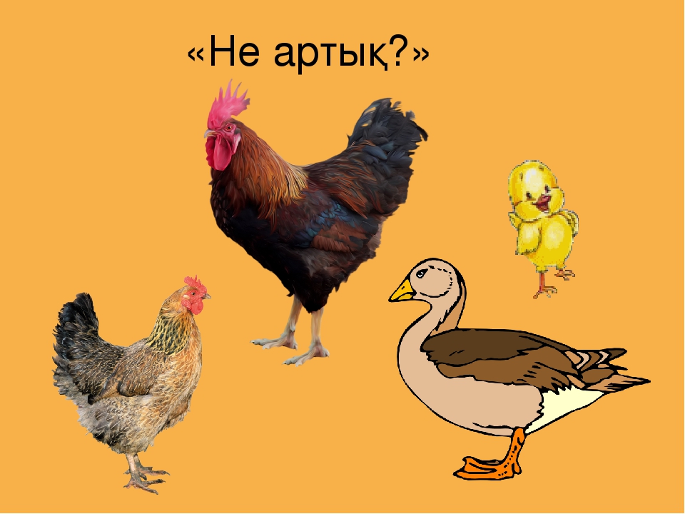 Презентация на тему "Үй құстары"