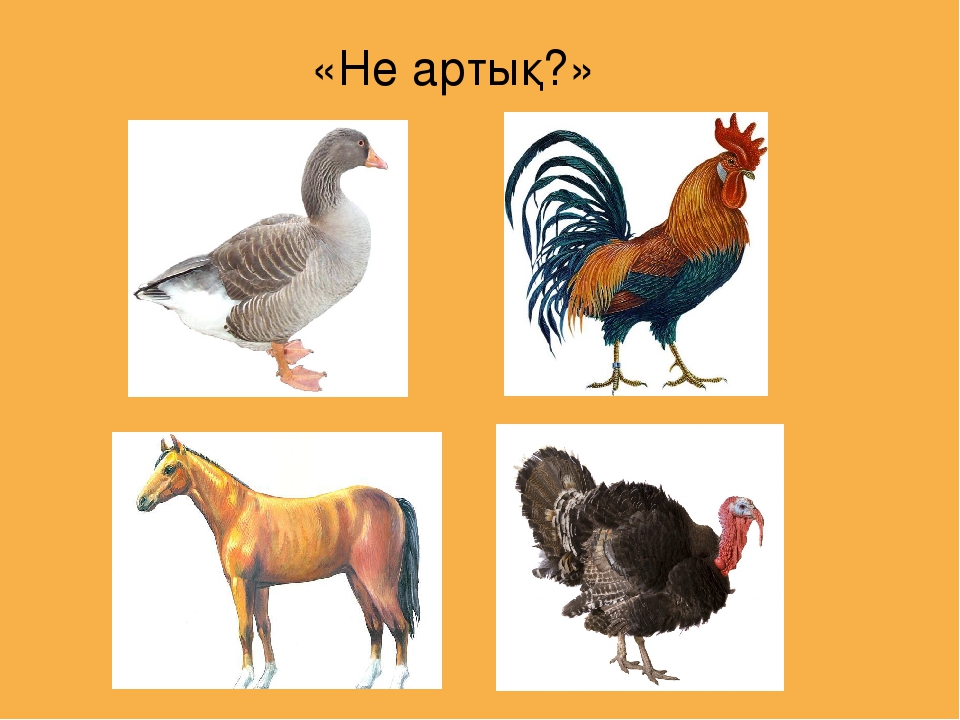 Презентация на тему "Үй құстары"