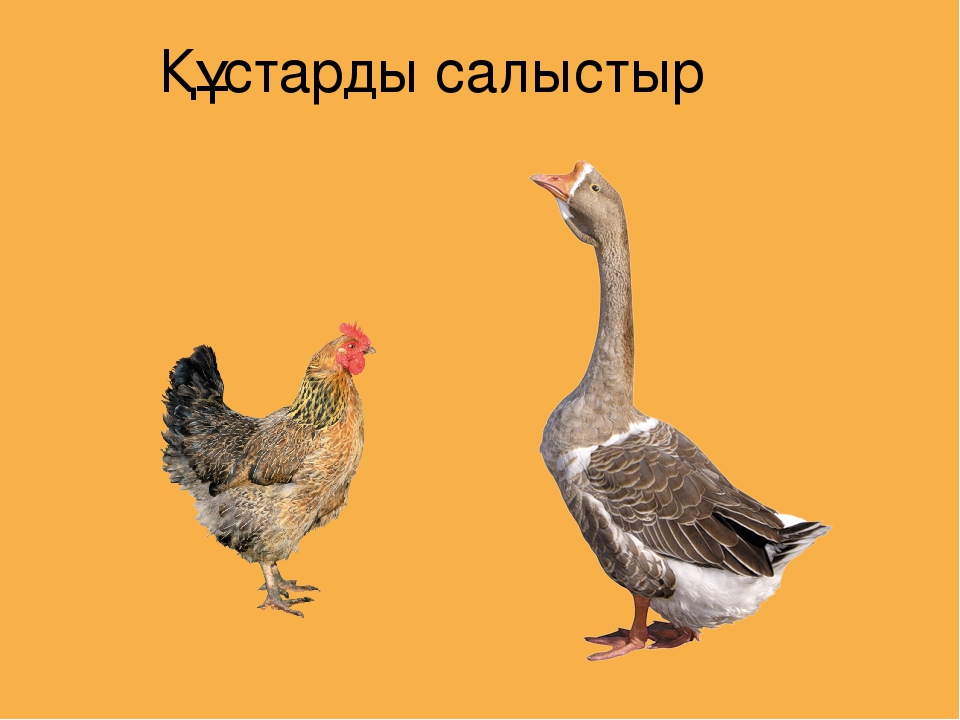 Презентация на тему "Үй құстары"