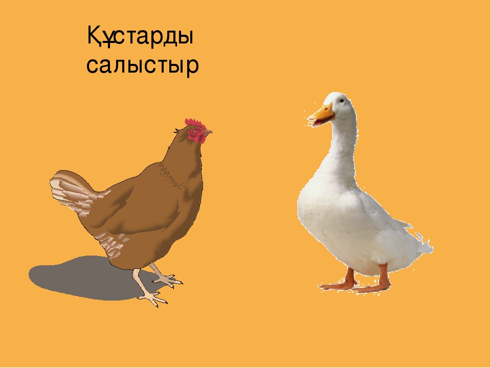 Презентация на тему "Үй құстары"