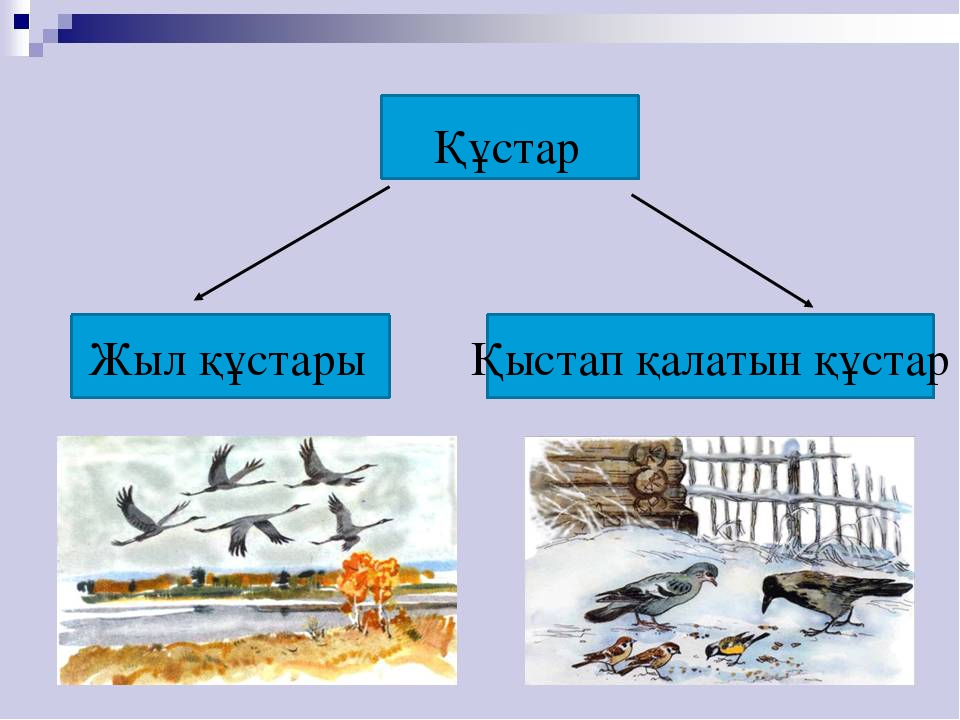 Презентация "Құстар біздің досымыз"