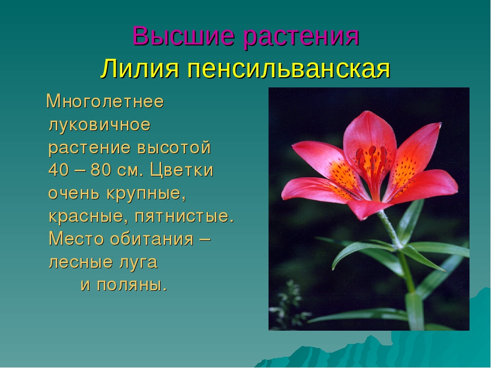 Презентация для дошкольников красная книга Бурятии