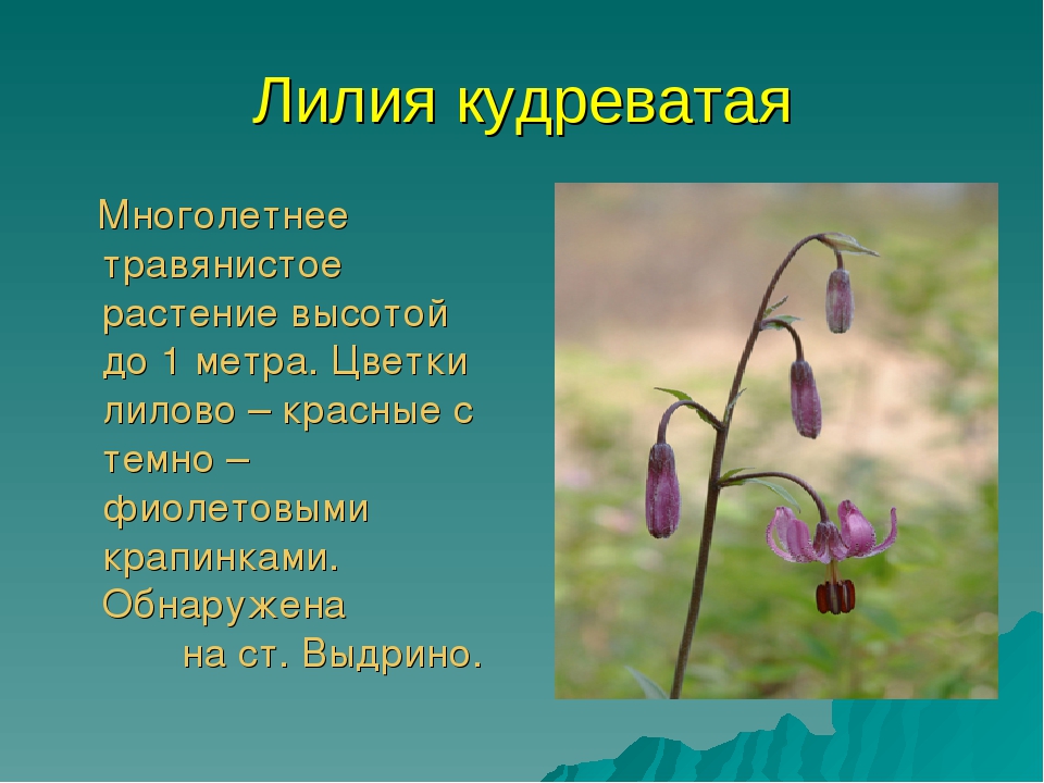 Презентация для дошкольников красная книга Бурятии