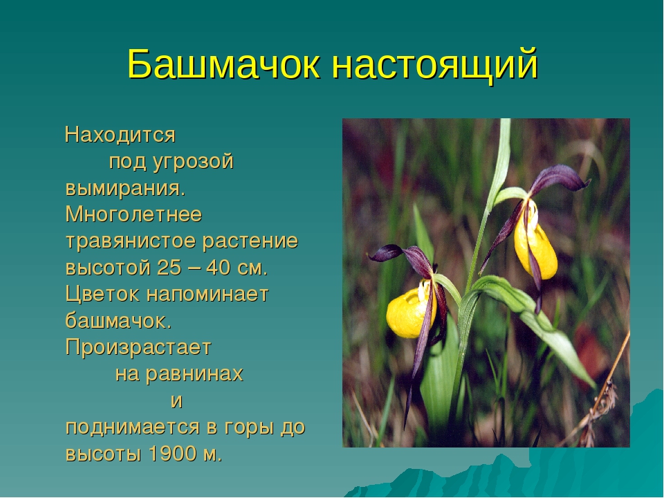 Презентация для дошкольников красная книга Бурятии