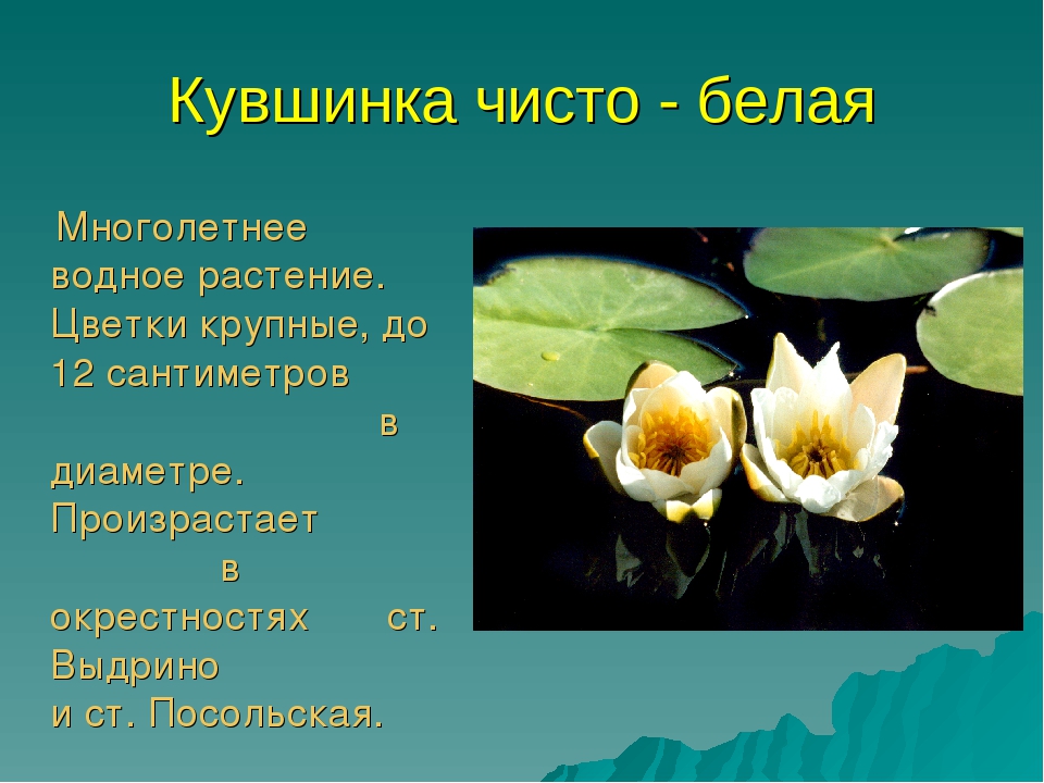 Презентация для дошкольников красная книга Бурятии