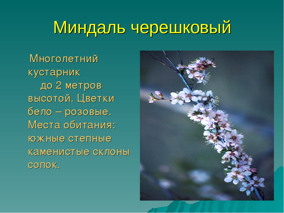 Презентация для дошкольников красная книга Бурятии