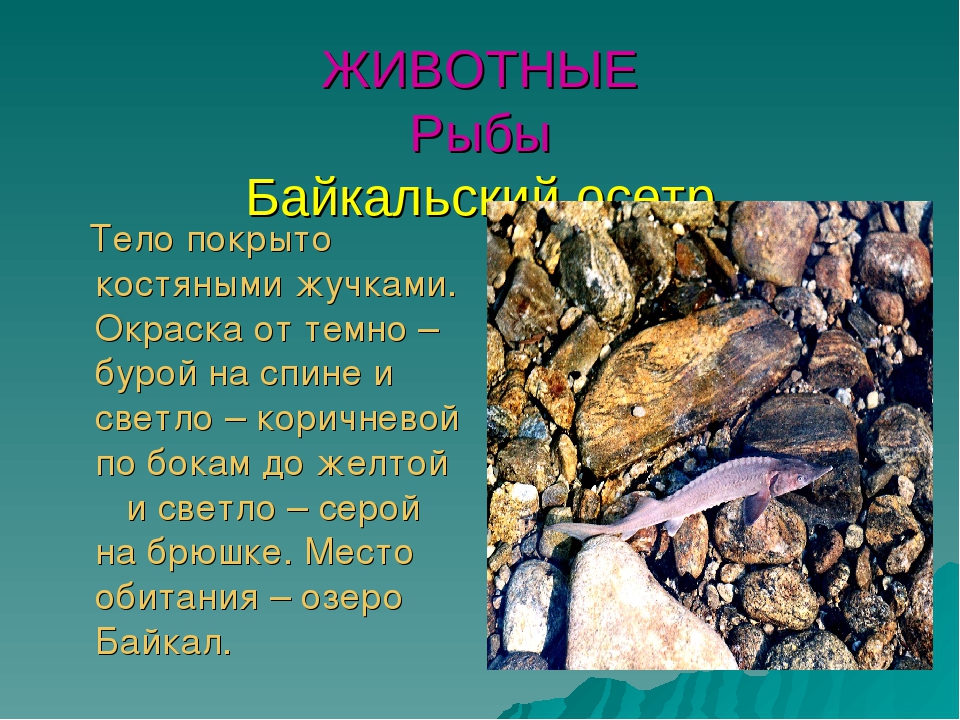 Презентация для дошкольников красная книга Бурятии