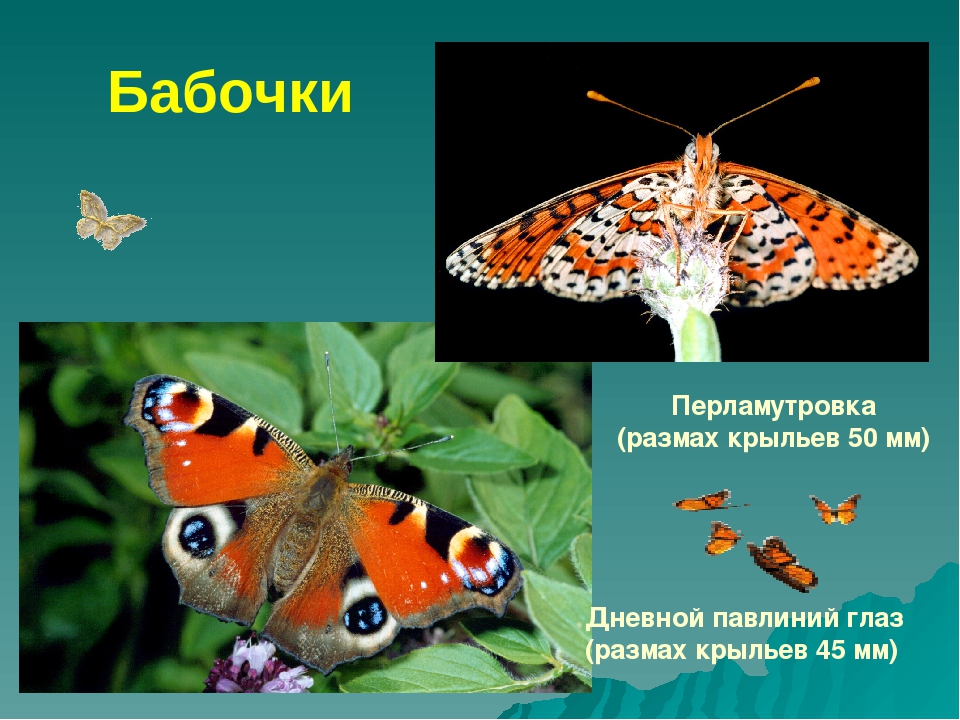 Презентация для дошкольников красная книга Бурятии