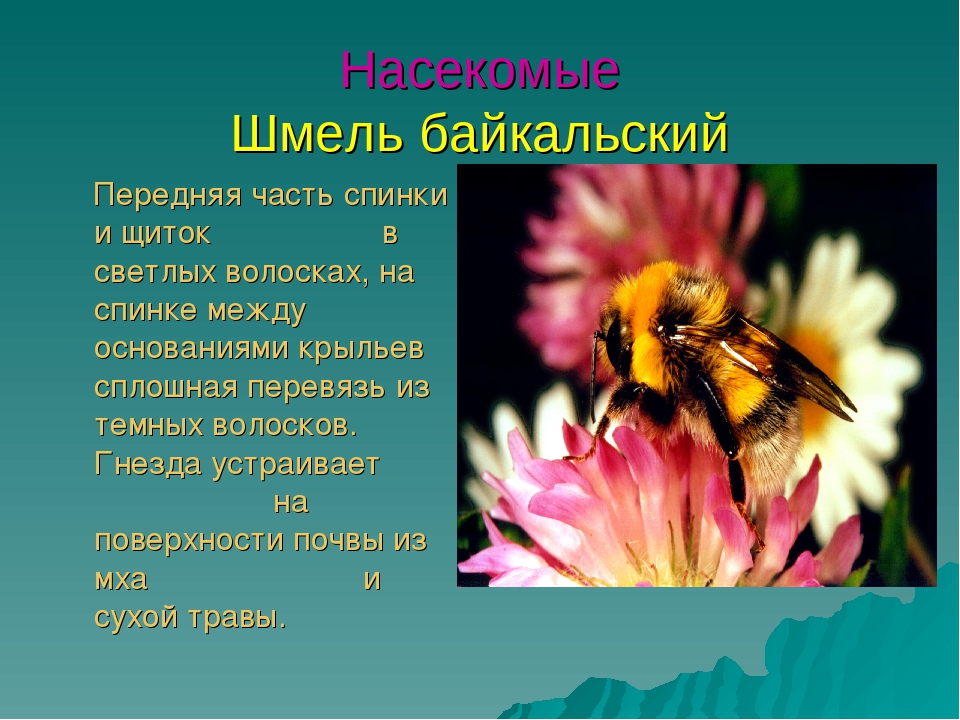 Презентация для дошкольников красная книга Бурятии