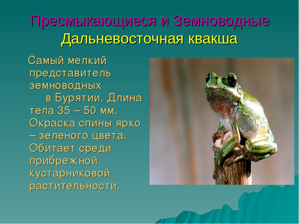 Презентация для дошкольников красная книга Бурятии