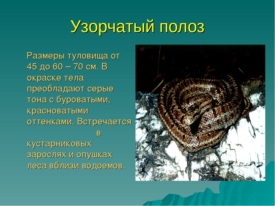 Презентация для дошкольников красная книга Бурятии