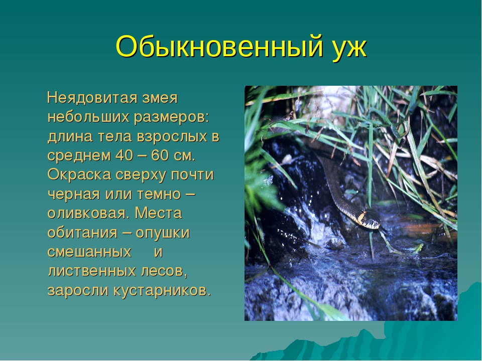 Презентация для дошкольников красная книга Бурятии
