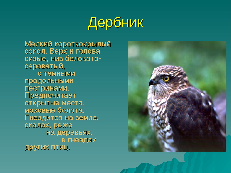Презентация для дошкольников красная книга Бурятии
