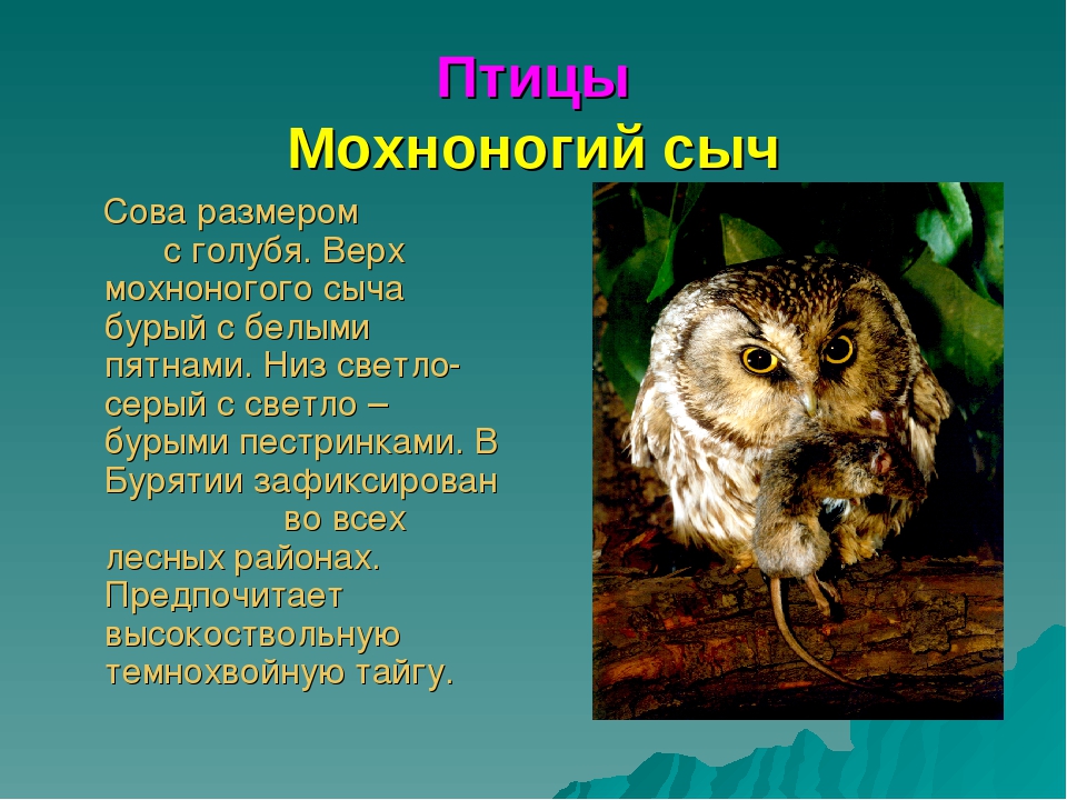 Презентация для дошкольников красная книга Бурятии