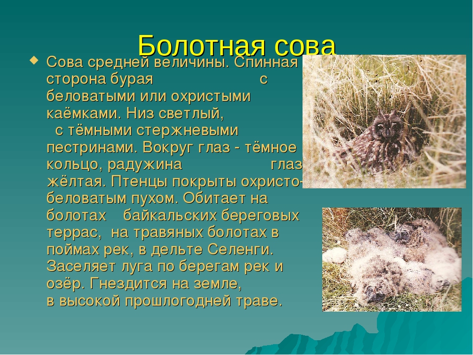Презентация для дошкольников красная книга Бурятии