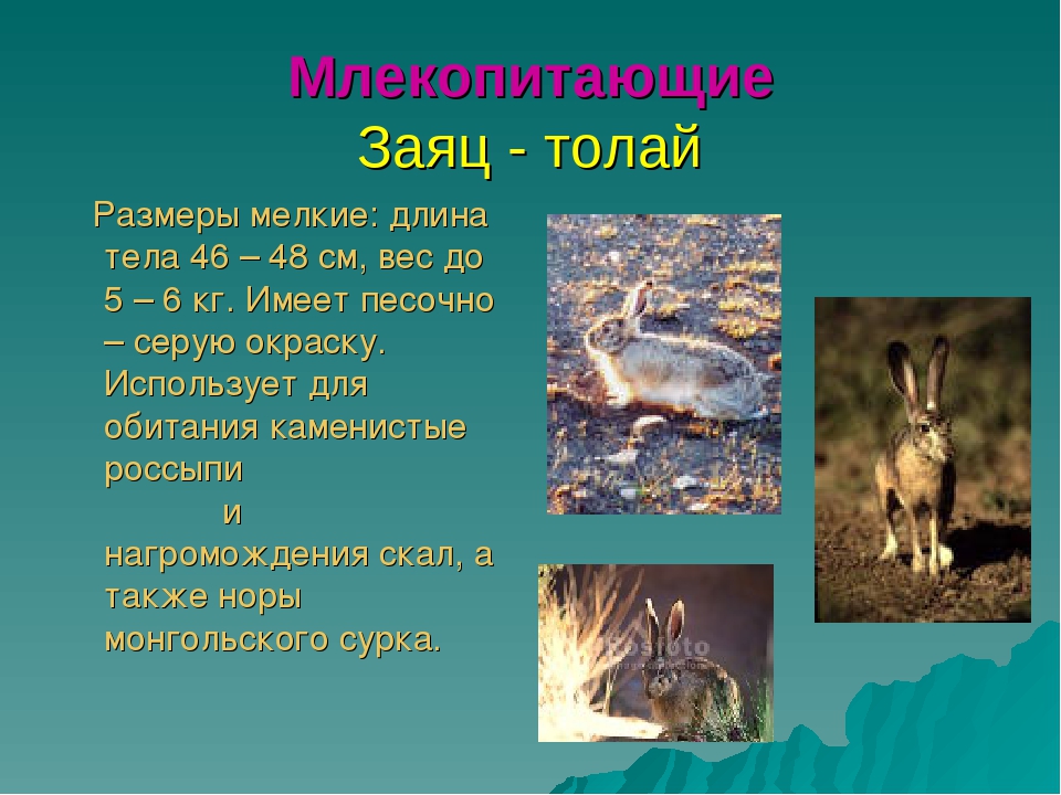 Презентация для дошкольников красная книга Бурятии