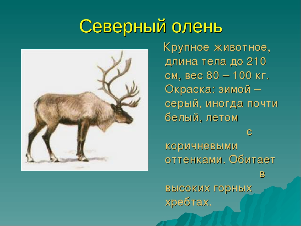 Презентация для дошкольников красная книга Бурятии