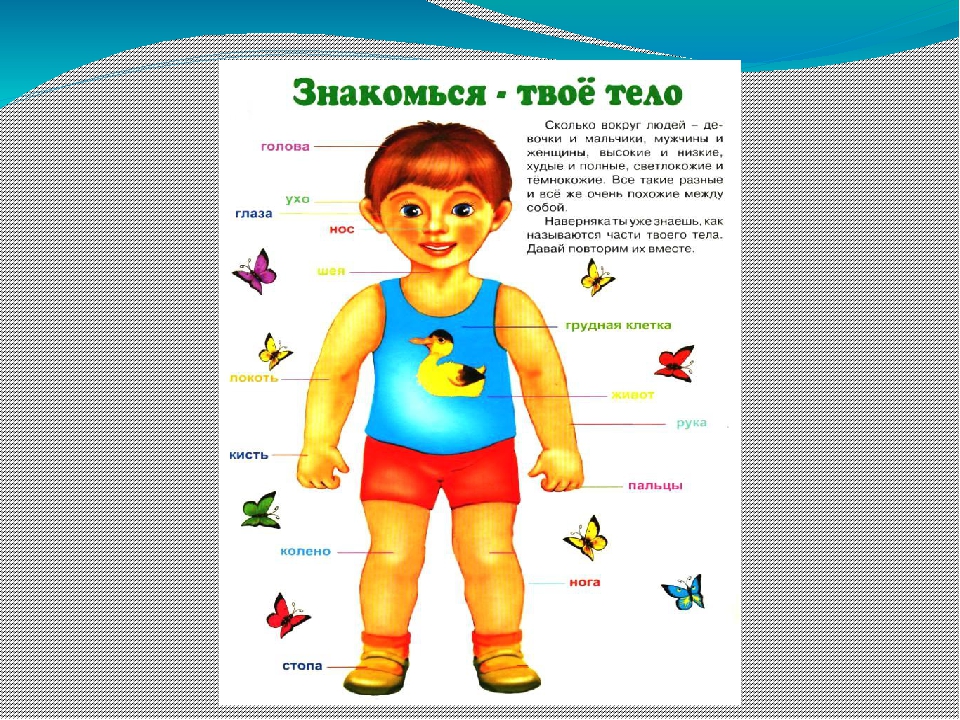 Презентация на тему "Части тела"