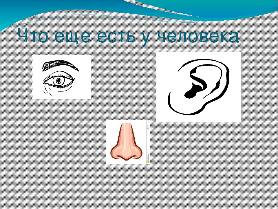 Презентация на тему "Части тела"
