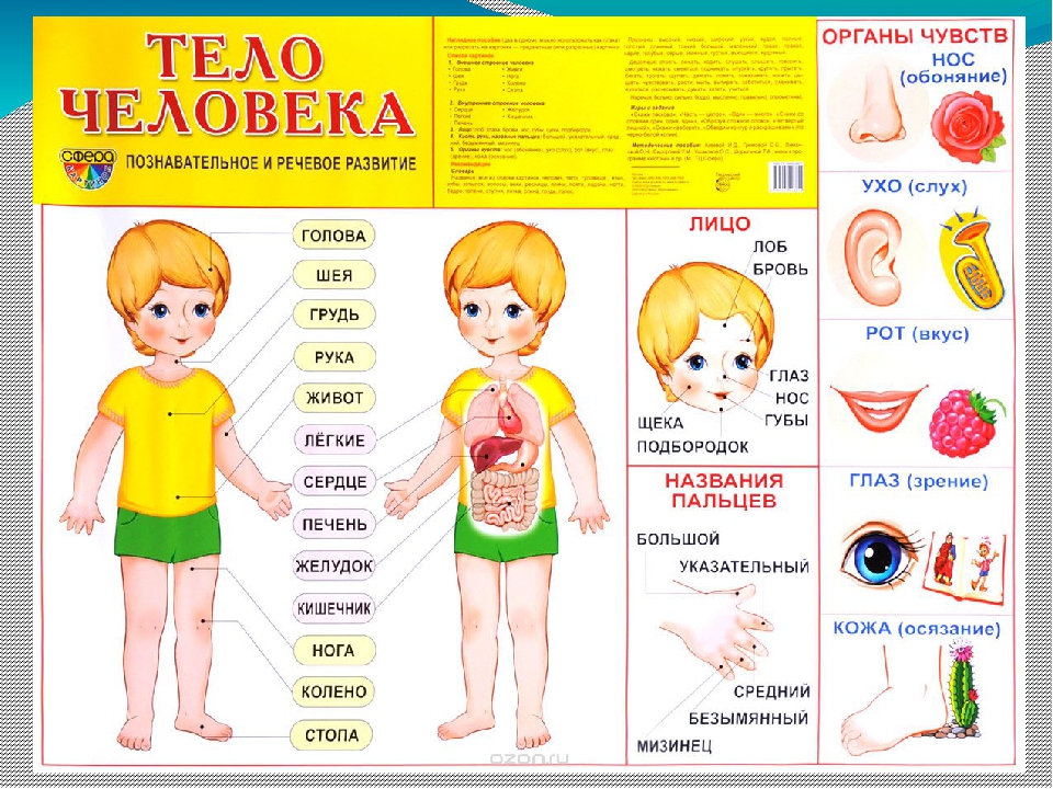 Презентация на тему "Части тела"