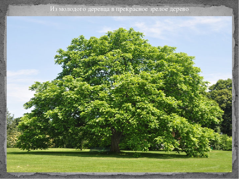Презентация к творческому проекту на тему: "Художники-иллюстраторы" (подготовительная к школе группа)