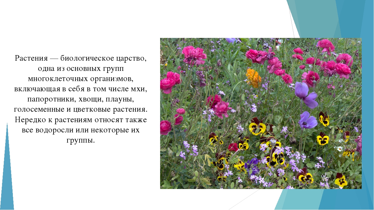 Занятие по ознакомлению с окружающим миром "Многообразие растительного мира"