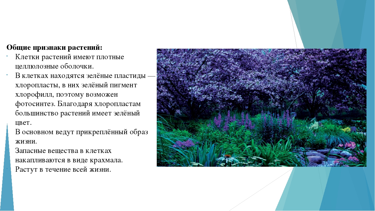 Занятие по ознакомлению с окружающим миром "Многообразие растительного мира"