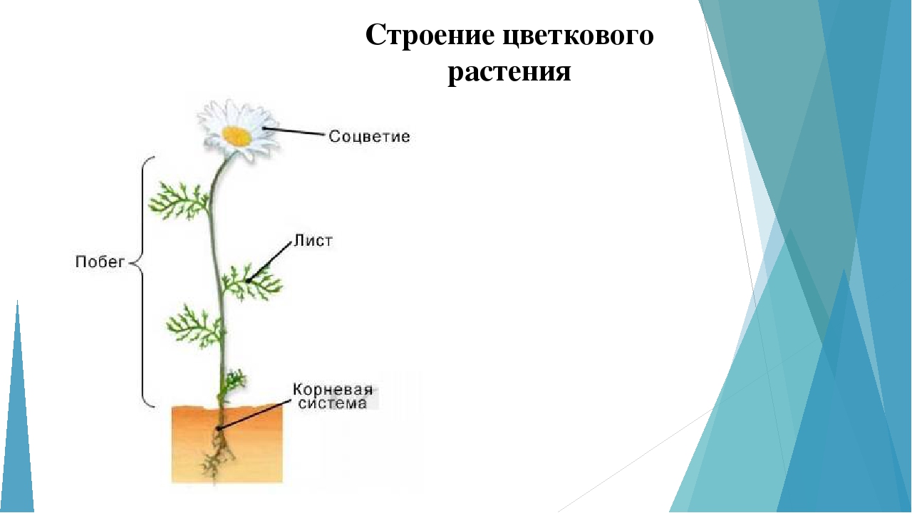 Занятие по ознакомлению с окружающим миром "Многообразие растительного мира"