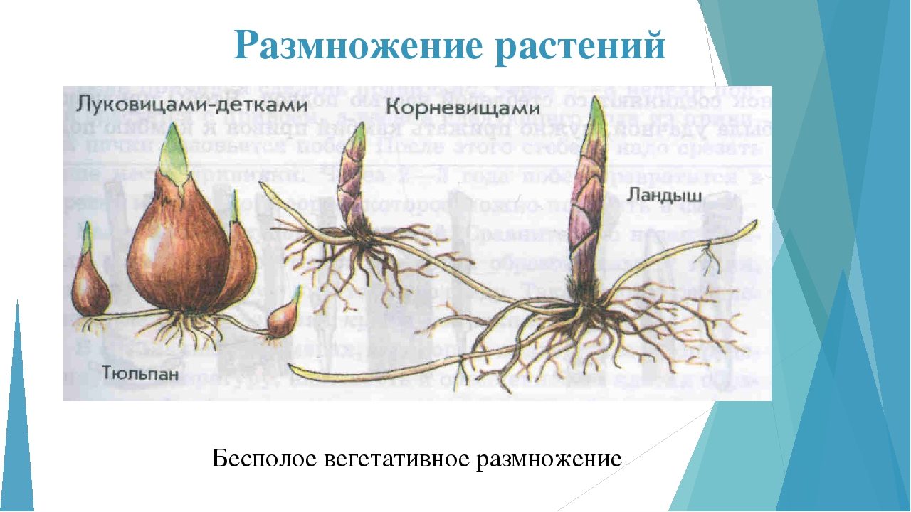 Занятие по ознакомлению с окружающим миром "Многообразие растительного мира"