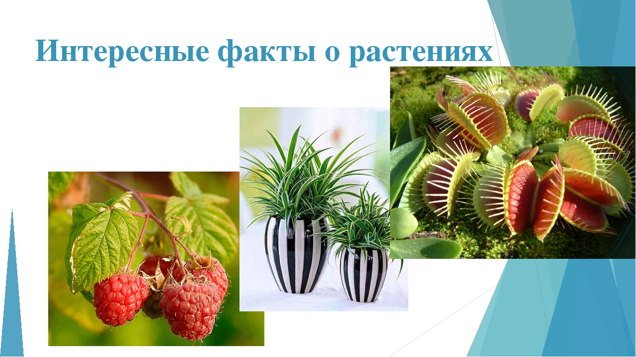 Занятие по ознакомлению с окружающим миром "Многообразие растительного мира"