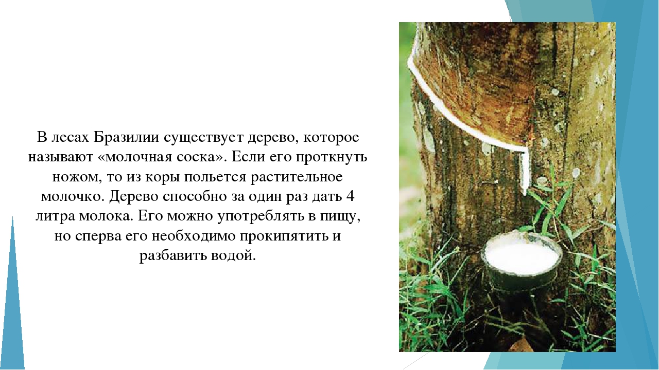 Занятие по ознакомлению с окружающим миром "Многообразие растительного мира"