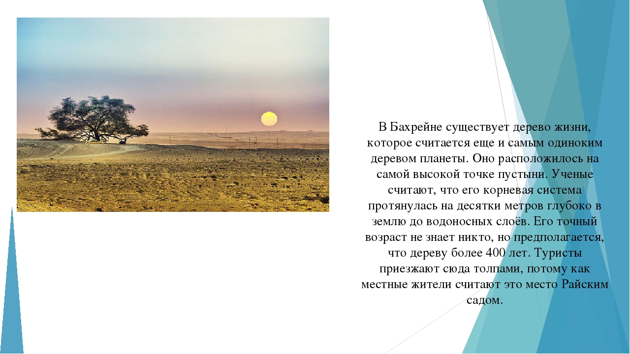 Занятие по ознакомлению с окружающим миром "Многообразие растительного мира"