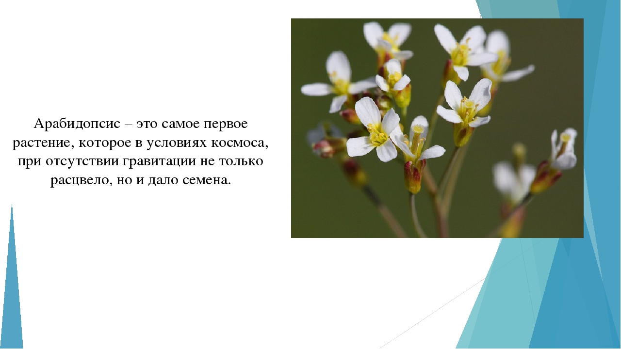 Цветут цветы текст. Арабидопсис в космосе. Растения побывавшие в космосе. Резуховидка Таля в космосе. Растения которые побывали в космосе.