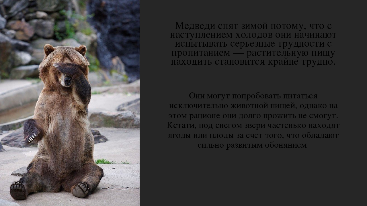 Почему медведь спит зимой?