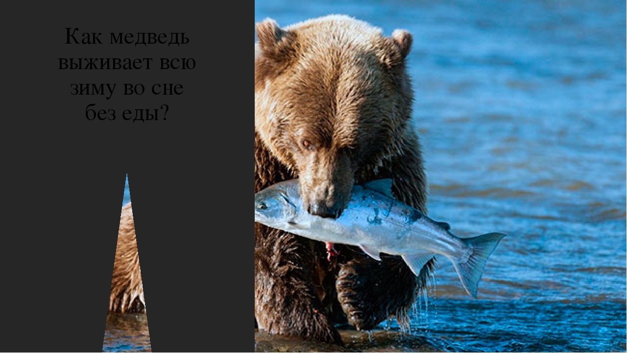Почему медведь спит зимой?
