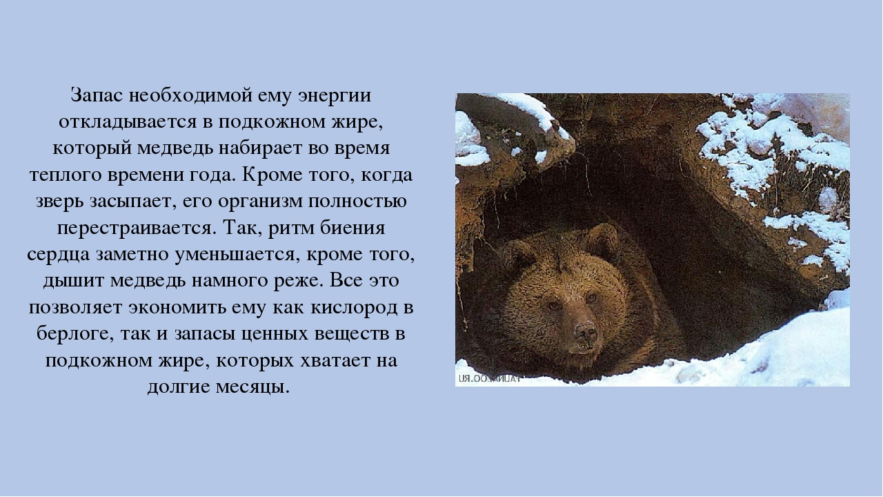Впадает ли бобр в спячку зимой. Медведь уходит в спячку зимой. Почему медведи впадают в спячку зимой. Зачем медведи впадают в спячку.