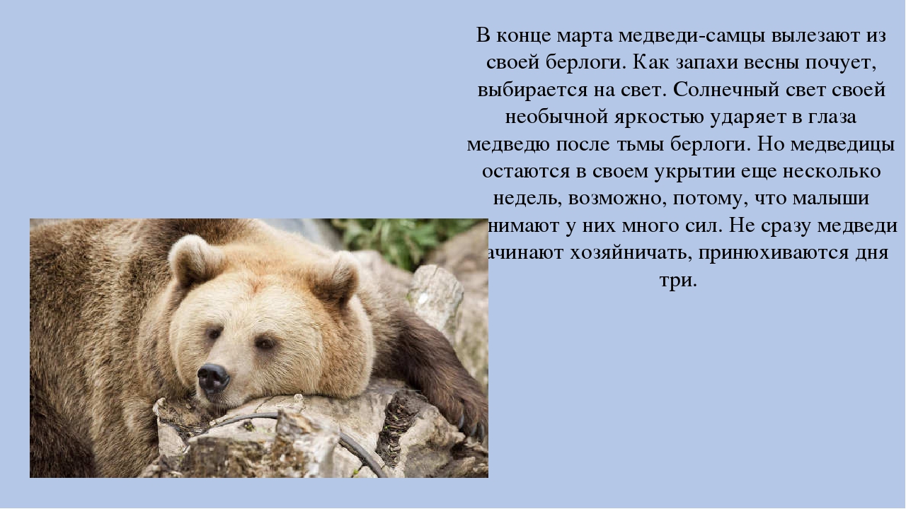 Зачем медведя. Зачем нужны медведи. Спал медведь в своей. Почему медведь нужен. Текст рассуждение почему медведь спит зимой.