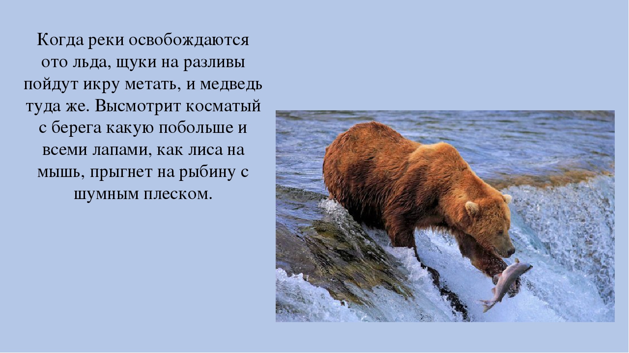 Почему у медведя нет мамы. Косматый медведь. Реки освобождаются ото льда. Шел медведь косматый мех нес. Зимой в лесу не может заснуть медведь решение проблемы.