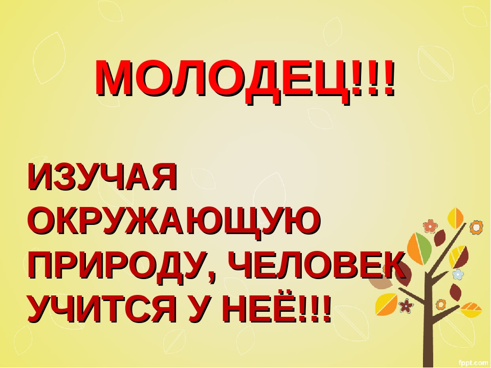 Презентация Дидактическая игра "Маскировочная одежда" (дошкольникам)