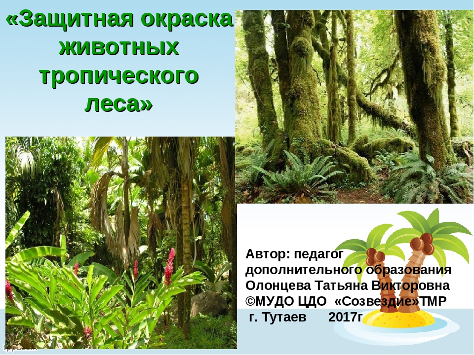 Презентация "Защитная окраска животных тропического леса" (дошкольникам)