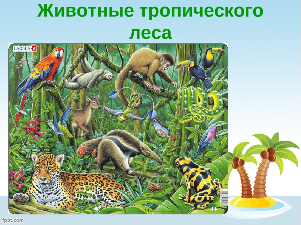 Презентация "Защитная окраска животных тропического леса" (дошкольникам)