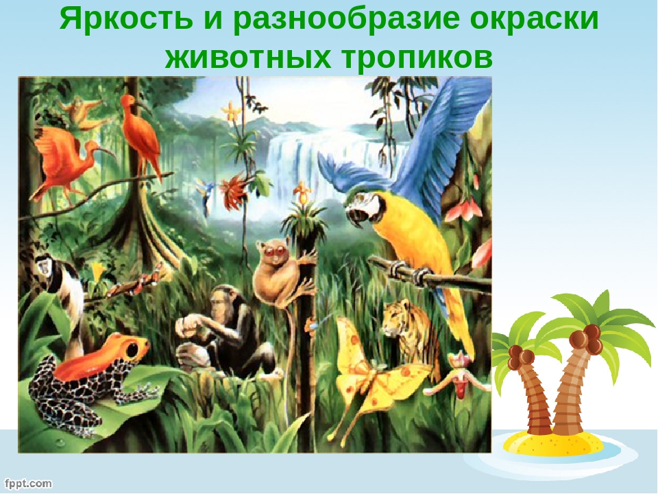 Презентация "Защитная окраска животных тропического леса" (дошкольникам)