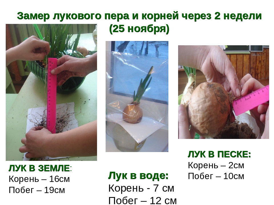 Сколько дней вырастает. Корни лука в воде. Длина корня лука. Тип корневой системы лука через 3 дня и через неделю. Луковица с корнями в воде.