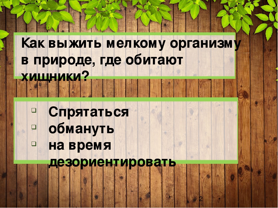 Презентация "Защитная окраска животных тайги и широколиственного леса" (дошкольникам)