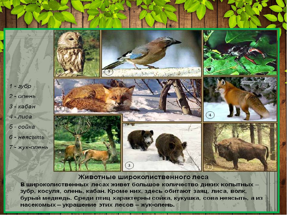 Какие леса встречаются в природе выставочные. Насекомые широколиственных лесов. Растительноядные животные широколиственного леса. Насекомые широколиственных Лесо. Широколиственные леса животные и птицы.
