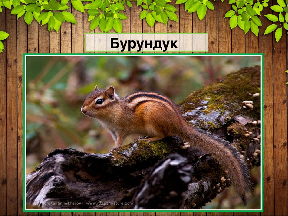 Презентация "Защитная окраска животных тайги и широколиственного леса" (дошкольникам)