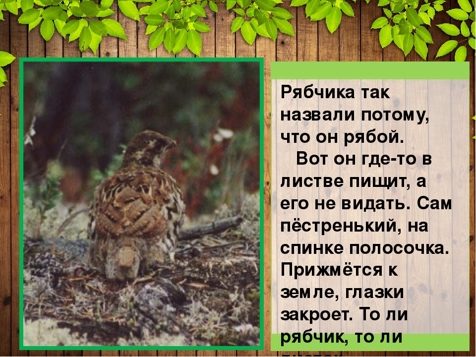 Презентация "Защитная окраска животных тайги и широколиственного леса" (дошкольникам)