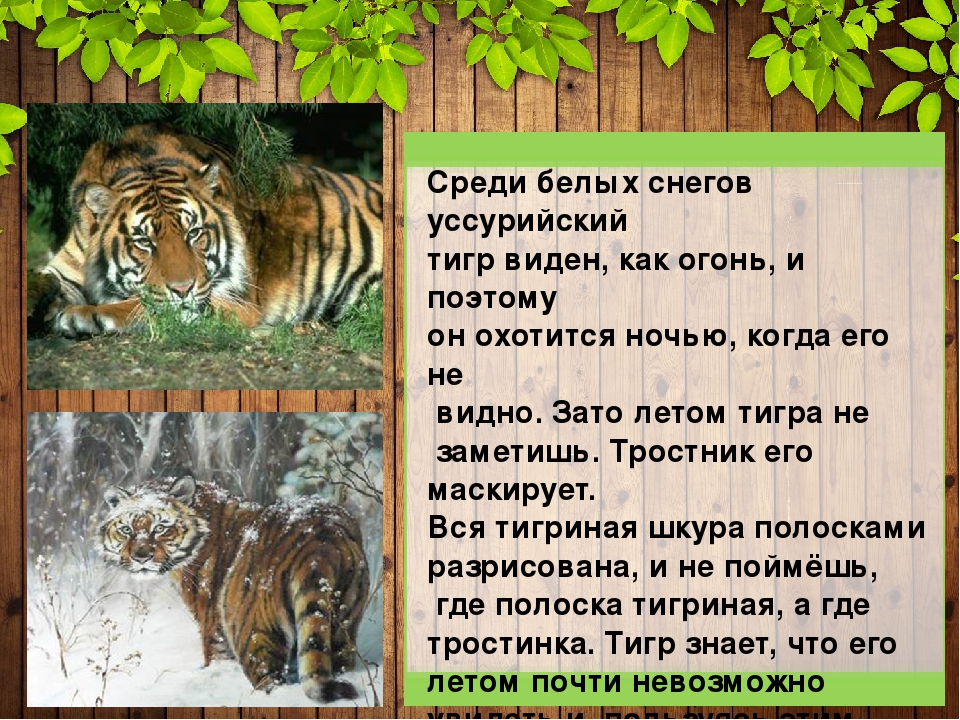 Презентация "Защитная окраска животных тайги и широколиственного леса" (дошкольникам)