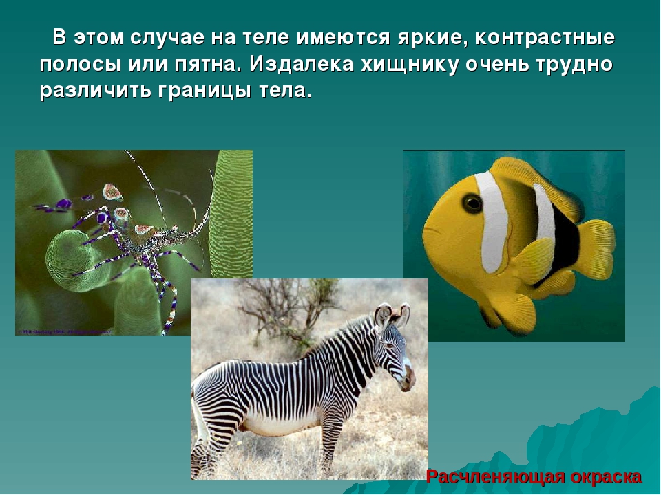 Дидактическая игра "Виды защитной окраски у животных" (дошкольникам)